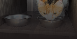 Makanan Kucing Premium 3x Sehari di Cat Hotel by RR